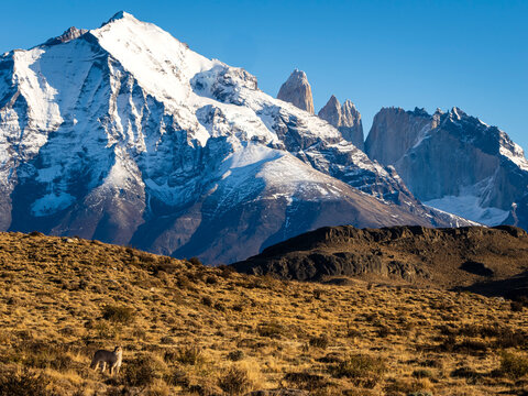 Puma sighting in the grand landscape, Puma (Puma concolor), Torres del Paine National Park, Patagonia, Chile