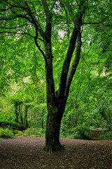 Fototapeta na wymiar Beech Tree in Green Woodland Canopy, Enniskerry, County Wicklow