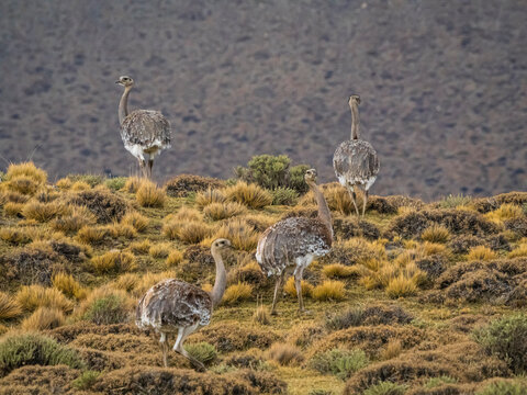 Great American Rheas (Rhea americana), Torres del Paine National Park, Patagonia, Chile