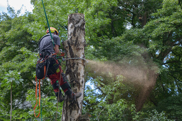 Deutsche Firma während einer Baumfällung mit Hilfe der Seilklettertechnik
