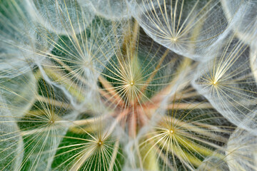 Giant dandelion close-up macro photo in summer afternoon