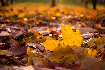 Autumn foliage. Autumn leaves fallen on the ground. Fall leaf.