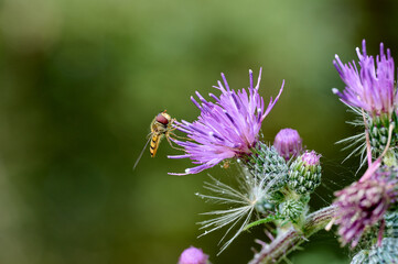 Macro of pajama hoverfly on pink flower