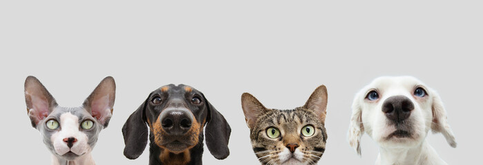 Banner four pets,  cat and dog looking. Isolated on white gray background