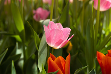 Pink tulip in focus. Spring blossom or bloom background photo