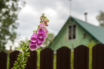 Purple foxglove flower, against the background of the facade of the house with a fence