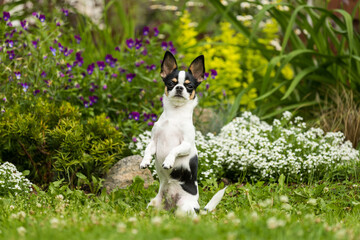 Chihuahua dog posing sitting on its hind legs on the lawn