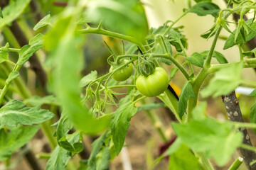 Green tomatoes on the branches