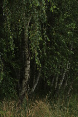 Fototapeta Brzozy, drzewa - krajobraz. obraz