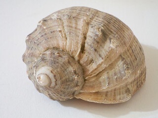 shell on white background