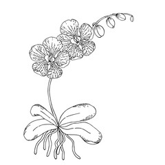 Orchid flower. Tropical Floral hand drawn sketch line art vector illustration