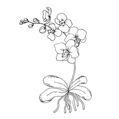 Orchid flower. Tropical Floral. Exotic botanical hand drawn sketch line art vector illustration