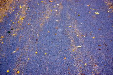fallen yellow leaves on the asphalt in the rain