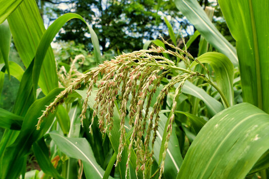 Close up of a sweet corn tassel glowing in the summer sun
