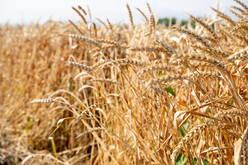 ripe ears of wheat on nature in summer sunset rays of sunshine, close-up macro.golden barley field.Wheat field. organic farm ready for harvest