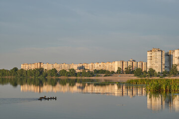 ducks on the lake