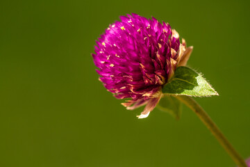 Allium sphaerocephalon flowers in bloom are purple