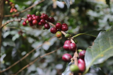 coffee cherry