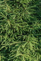 Background of young spruce branches.