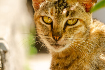 Close up A cat with a combination of black, orange, and brown colors