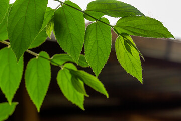 Close-up of green cherry leaves with a heart shape