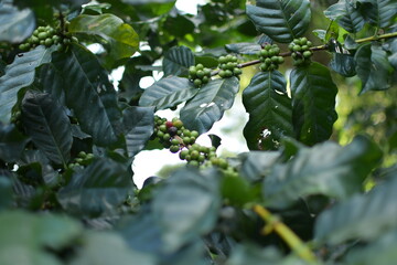 coffee cherry on a branch