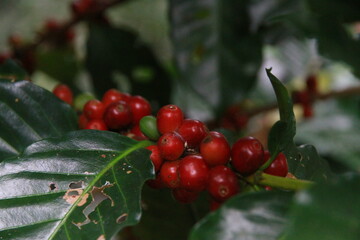 coffee cherry on a branch