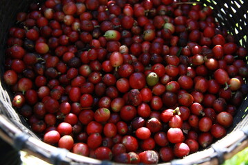 coffee cherry on a branch