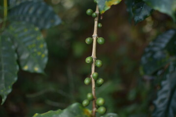 coffee cherry on a branch