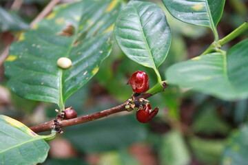 coffee cherry split on a branch