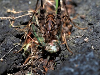 Spider Cricket and Cicada
