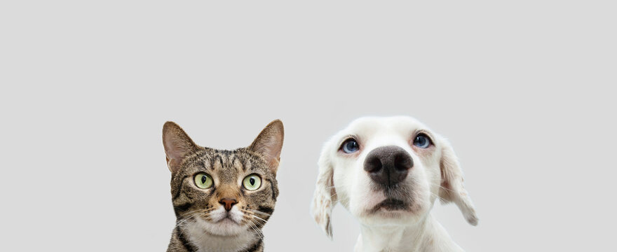 Banner two pets,  cat and dog looking. Isolated on white gray background