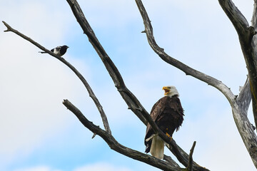 A Black-billed Magpie (Pica hudsonia) investigates an American Bald Eagle (Haliaeetus leucocephalus)  perched in a tree on Alaska's Kenai Peninsula.