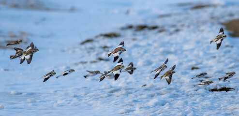 A flock of snow bunting flying across snow covered ground in Canada. 
