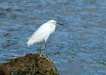 A snowy egret standing on a rock hunts the shoreline of the ocean for small baitfish in Key West 