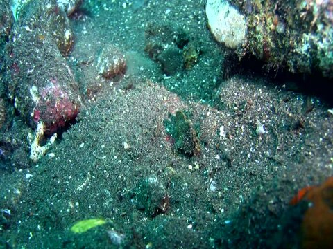 Leaf scorpionfish (Taenianotus triacanthus) juvenile
