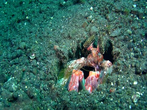 Zebra Or Striped Spearing Mantis Shrimp (Lysiosquillina Maculata)