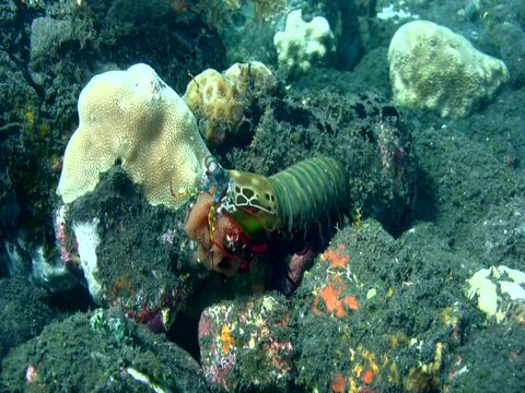 Peacock Or Harlequin Smashing Mantis Shrimp (Odontodactylus Scyllarus) Carying Its Eggs