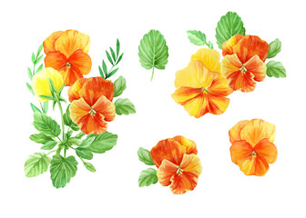 Pansies flowers. Watercolor yellow-orange flowers, green leaves and stems. Set of bud, flower head, violet plant. Best for invitations, greeting cards, stickers, scrapbooking