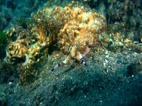 Gigantic sea slug or nudibranch Pteraeolidia ianthina