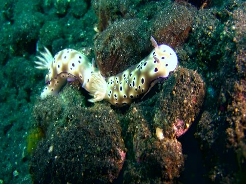 Sea slug or nudibranch Risbecia tryoni