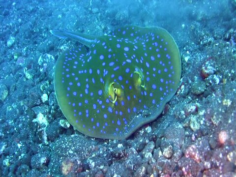 Blue-spotted fantail ray (Taeniura lymma) close up