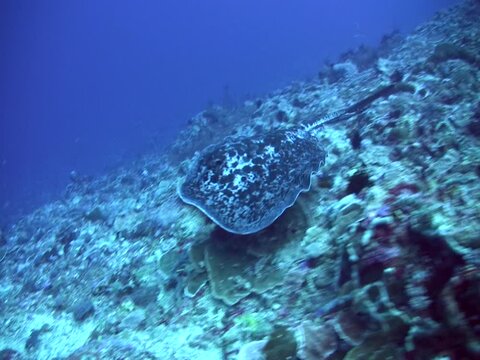 Black-blotched or Marbeled stingray (Taeniura meyeni) swimming over reef