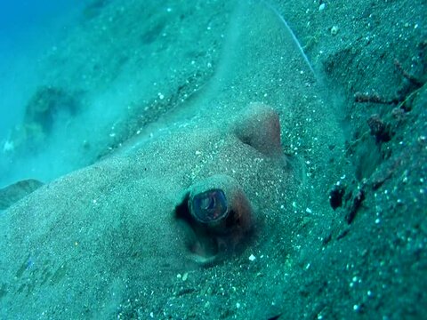Blue-spotted stingray (Dasyatis kuhlii) searching for prey in the sand