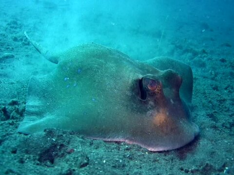 Blue-spotted stingray (Dasyatis kuhlii) searching for prey in the sand
