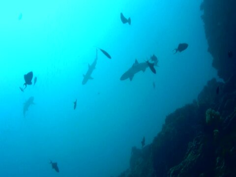 Whitetip reef shark (Triaenodon obesus) silouhette