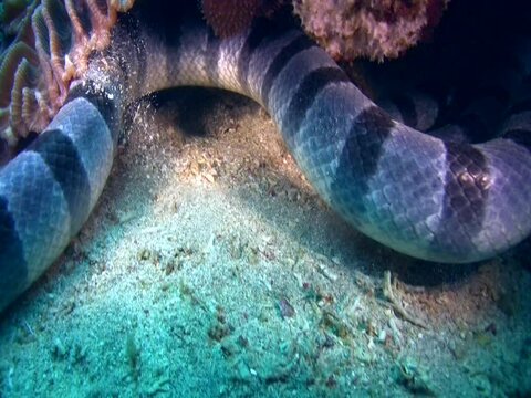 Banded or Yellow-lipped sea krait (Laticauda colubrina)