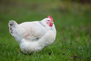 White chicken isolated in grass