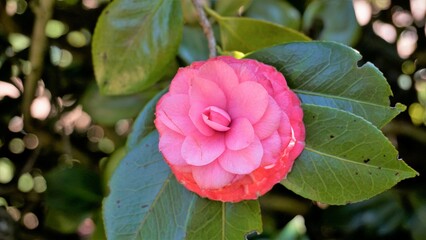 Closeup of beautiful flowers of Camellia japonica also known as Camellia Albino Botti, Camellia Don...