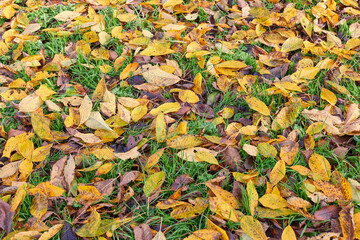 Texture of brown yellow leaves in grass